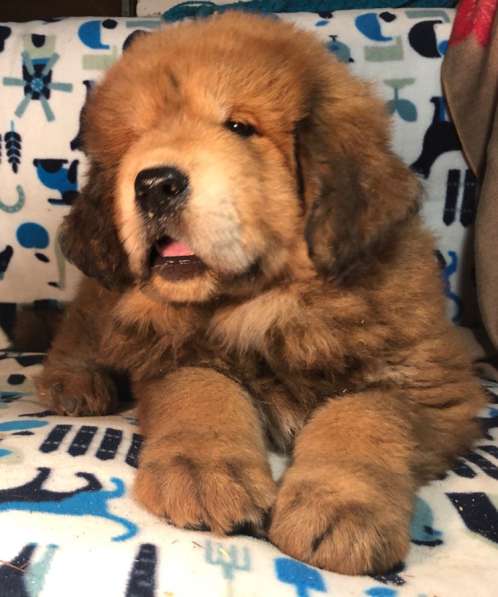 Тибетский мастиф щенки в Твери фото 31