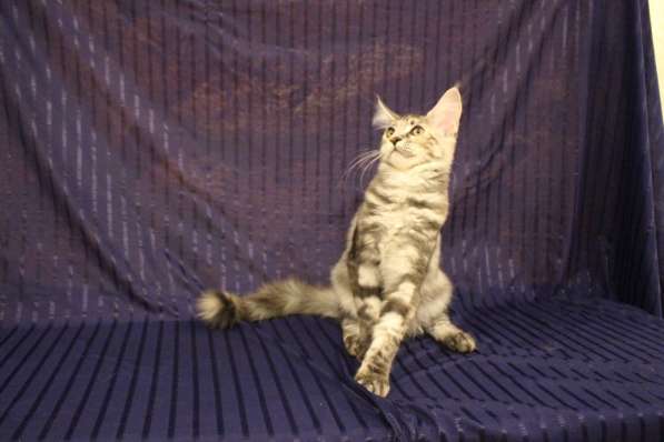 Котята Мейн Кун в фото 3