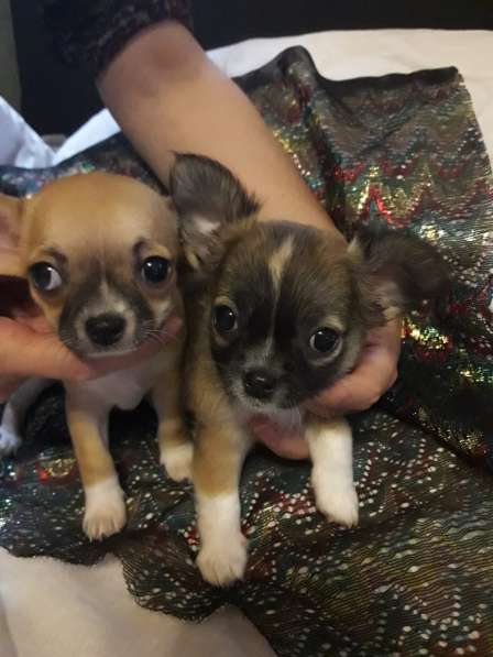 Чихуахуа щенок мальчик продается 7000р в Санкт-Петербурге фото 4
