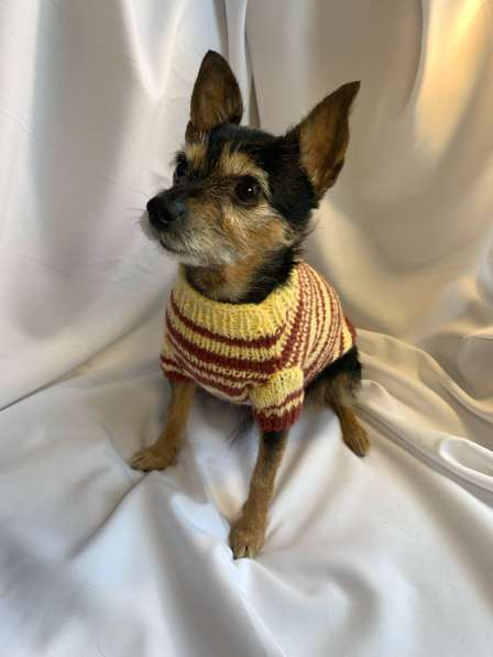 Одежда/свитера для собак в Невинномысске фото 6