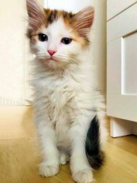 Обалденный трехцветный котенок Ириска в добрые руки в Москве