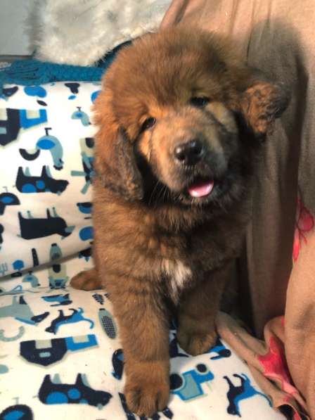 Тибетский мастиф щенки в Твери фото 23