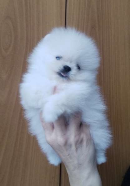 Померанский шпиц. Мини в фото 5