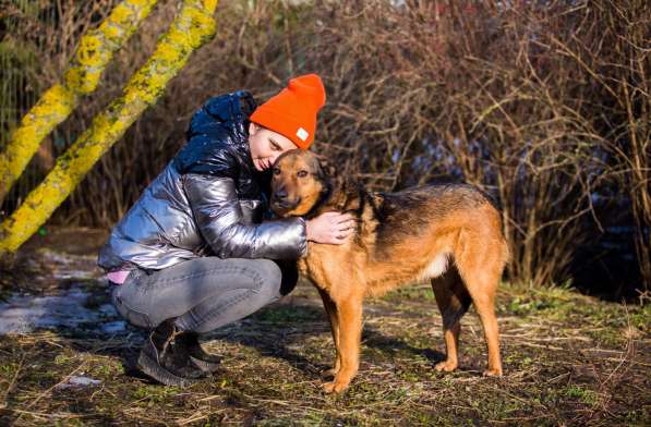 Рекс - самый умный и самый душевный пес в дар в Москве фото 5