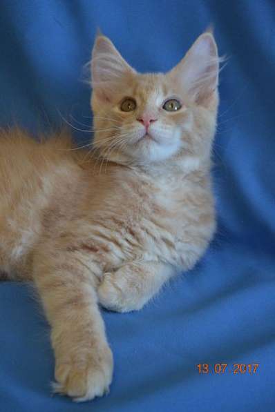 Великолепные котята мейн-кун из питомника в Волгограде фото 260