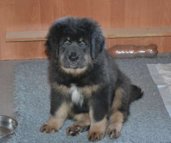 Тибетский мастиф - лучший страж на территории в Москве фото 22