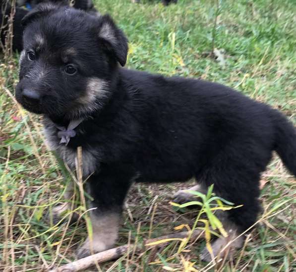 Продам щенков ВЕО в Кургане фото 4