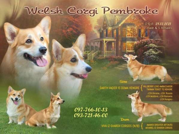 Вельш-корги пемброк - Супер Щенки С Документами КСУ в фото 3