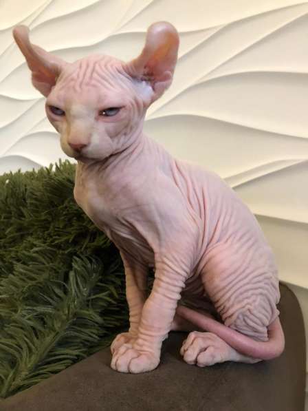 Малыш эльф Male elf cream в Москве фото 6