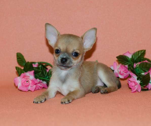 Подарите себе счастье в Москве фото 9