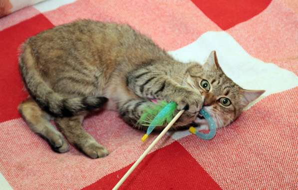 Ласковый мурлыка в Санкт-Петербурге фото 22