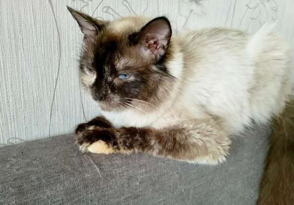 Невская красавица Сильва мечтает обрести дом в Москве фото 15