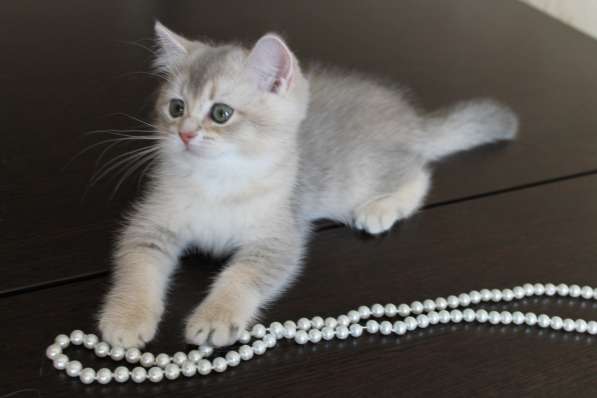 Золотая шиншилла-кошечка в Уфе фото 10