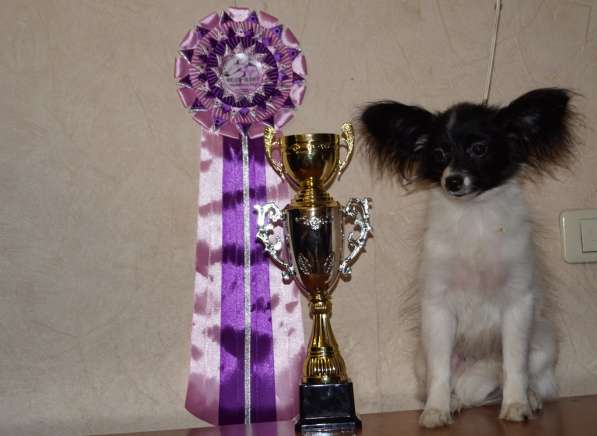 Малышка Папийон в Саратове