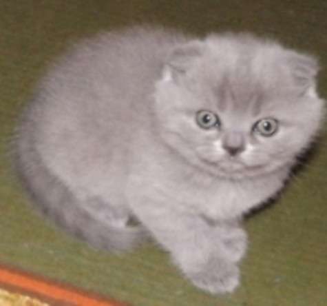 Клубные котята для тех, кто ценит качество в фото 8