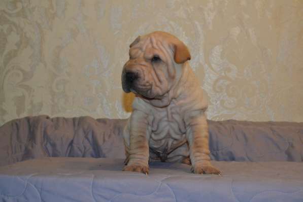 Щенки Шар-пея в Москве фото 6