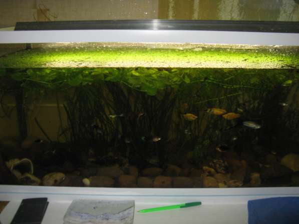 Продам аквариум, надёжный и крепкий, усиленный в Самаре фото 4