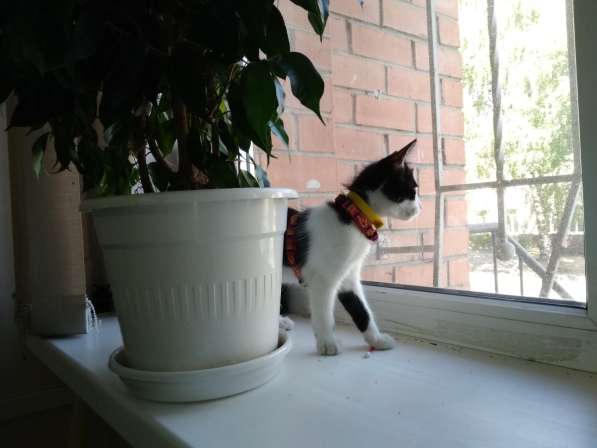 Кошечка Фифа в добрые руки в Ставрополе фото 6