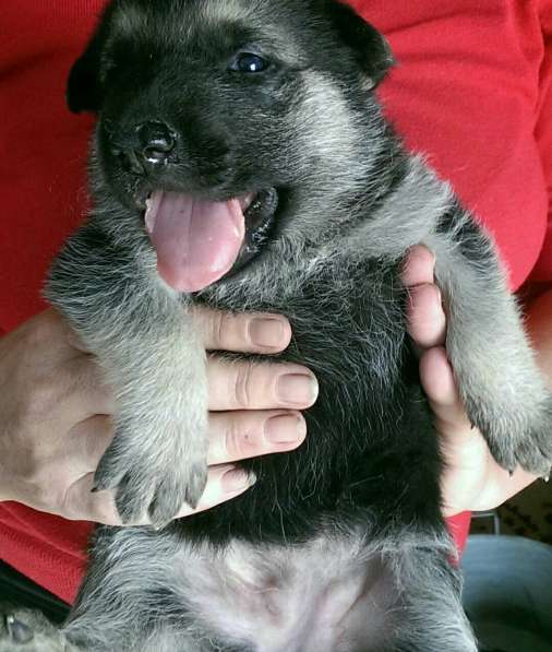 Продаются щенков ВЕО в Евпатории фото 36