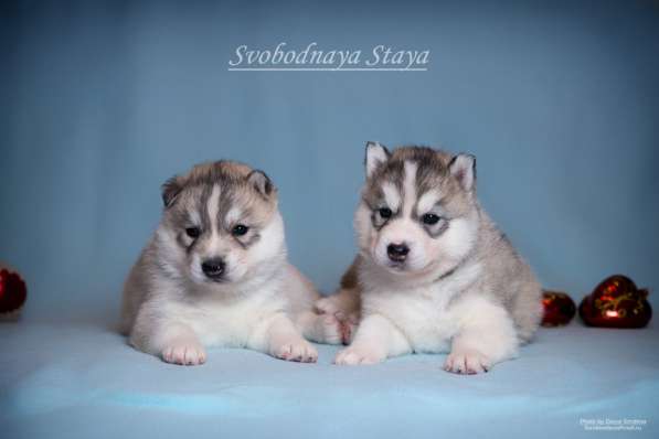 Питомник, щенки хаски в Москве фото 13