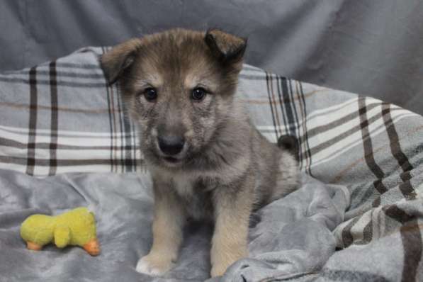 Черный щенок со звездочкой на груди в Санкт-Петербурге фото 17