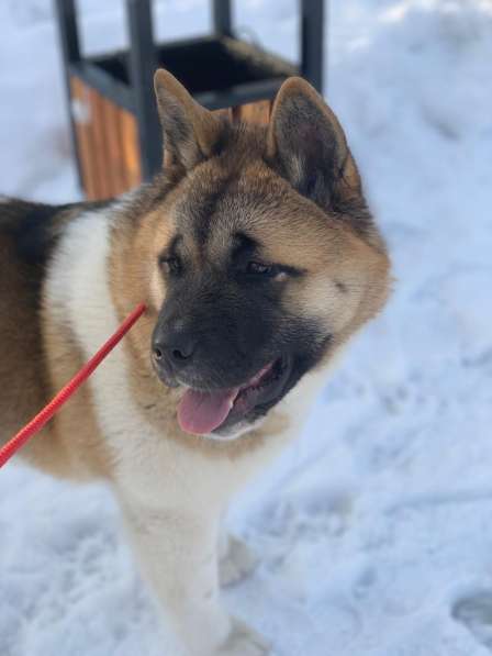 Акита в Ростове-на-Дону фото 29