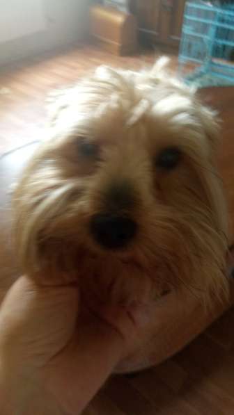 Йорк девочка 5 лет в Москве