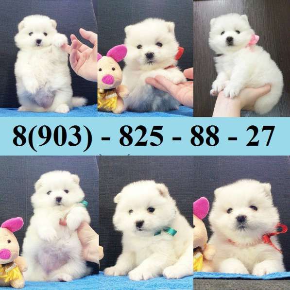 Щеночки самоедской лайки потрясающие малыши в Смоленске