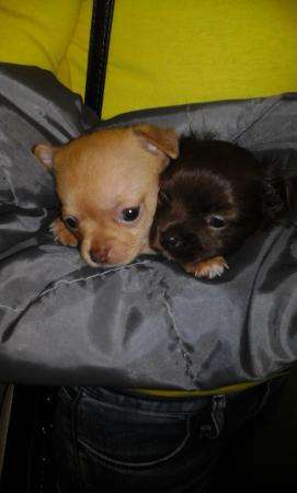 Щеночки чихи в Тюмени фото 6