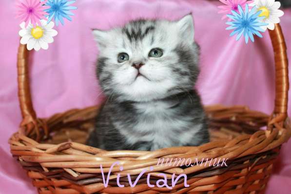 Британские котята вискас из питомника VIVIAN в Москве фото 3