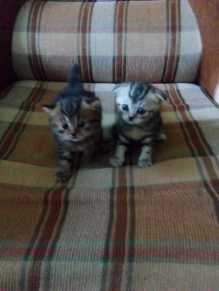 Котята британцы в Челябинске
