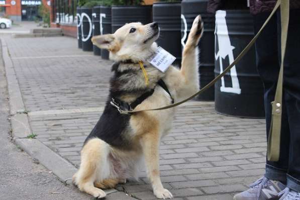 Милая Звёздочка - послушная и воспитанная собака ищет хозяев в Москве фото 5