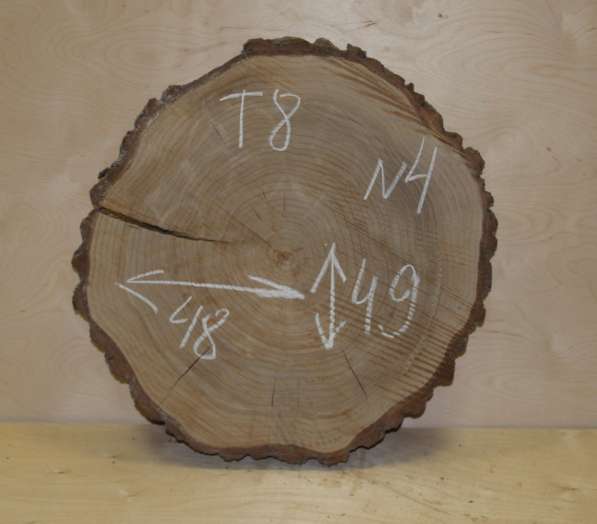 Поперечные спилы карагач в Москве фото 8