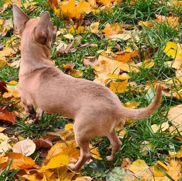Chihuahua. Red sable. Mini girl в фото 3