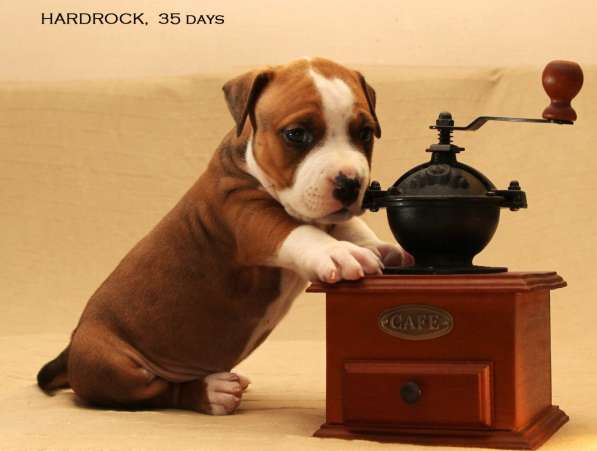 Щенки амстаффа в Санкт-Петербурге фото 20