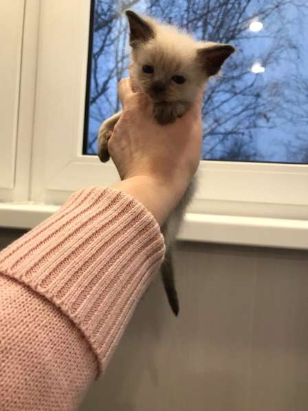 Европейская Бурма котенок лилового окраса в Санкт-Петербурге фото 16