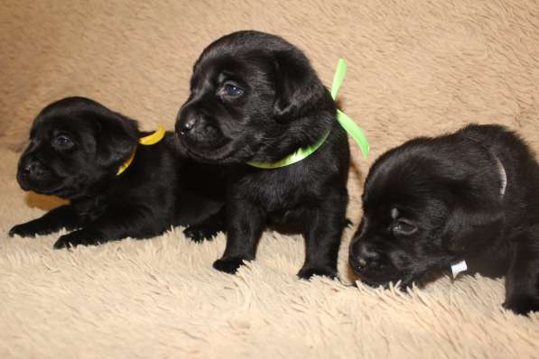 Высокопородные щенки лабрадора-ретривера в Красноярске фото 3