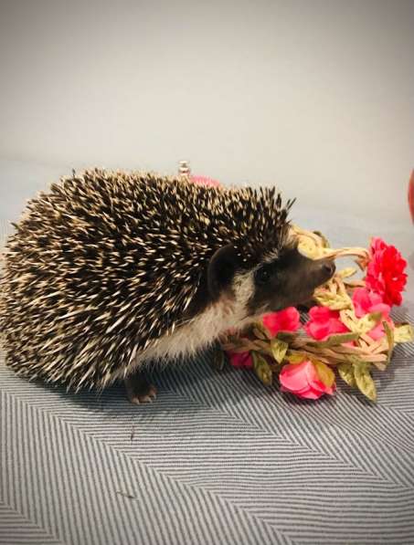 Ёжик африканский карликовый в Москве фото 5