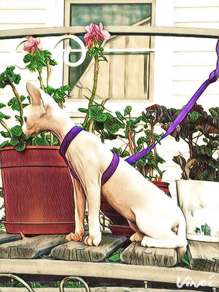 Devon Rex в Санкт-Петербурге