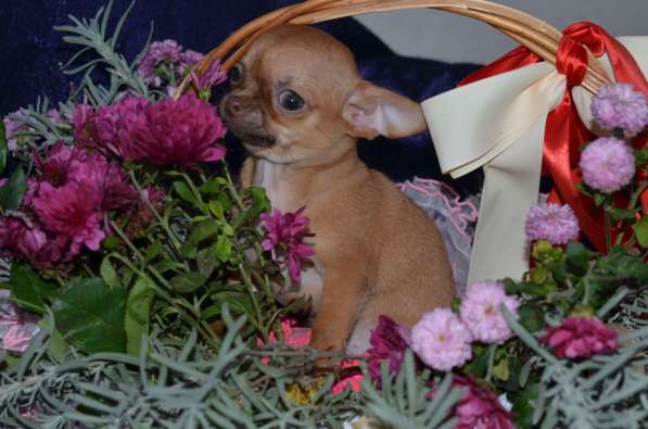 Chihuahua. Red girl в фото 3