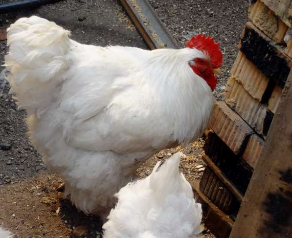 Продаю цыплят элитных пород в Иркутске