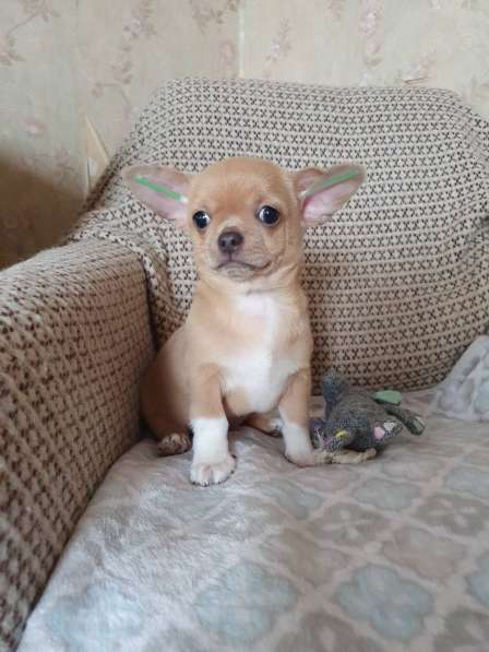 Chihuahua. Mini boy's в фото 3