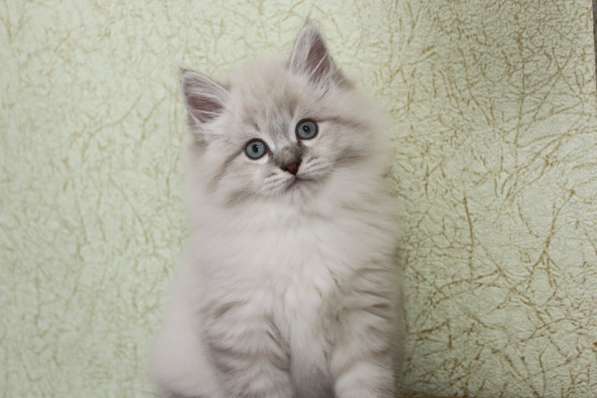 Hypoallergenic Kittens for Sale from Russia в Ставрополе