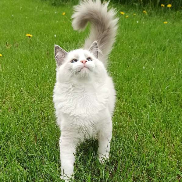 Рэгдолл котята в фото 51