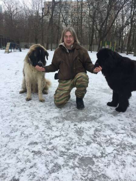 Дрессировка собак в Москве в Москве