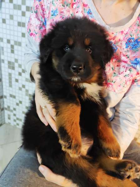 Тибетский мастиф - лучший страж на территории в Москве фото 83