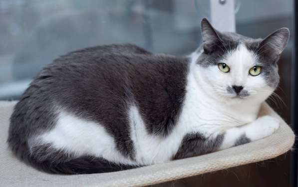 Ласковая и спокойная кошечка Василиса в дар в Москве фото 6