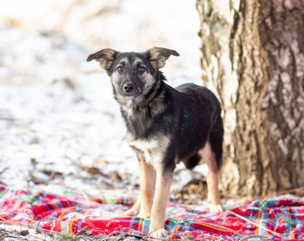 Весёлая девочка Золушка в самые добрые руки! в Москве фото 4