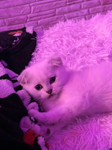 Котенок в Махачкале фото 4