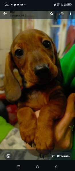 Клубные щенки рыжики в Москве фото 14